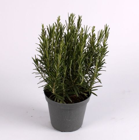 Rosmarinus officinalis