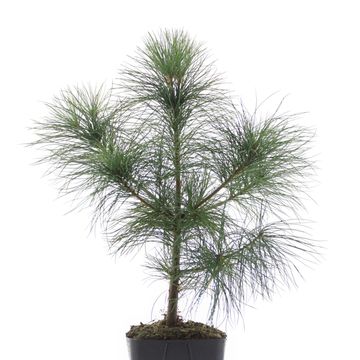 Pinus strobus