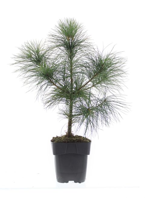 Pinus strobus