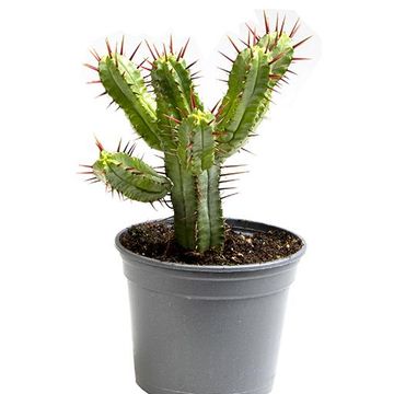 Euphorbia enopla