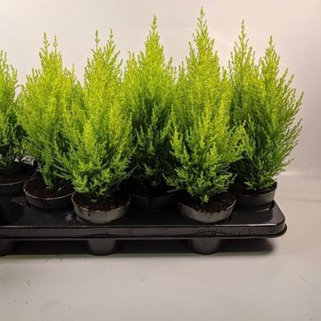 Cupressus macrocarpa 'Goldcrest Wilma'