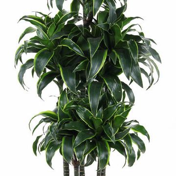 Dracaena fragrans 'Dorado'