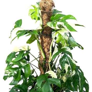 Rhaphidophora tetrasperma 'Variegata'