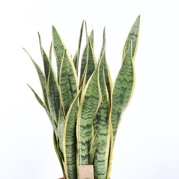 Sansevieria trifasciata 'Laurentii'