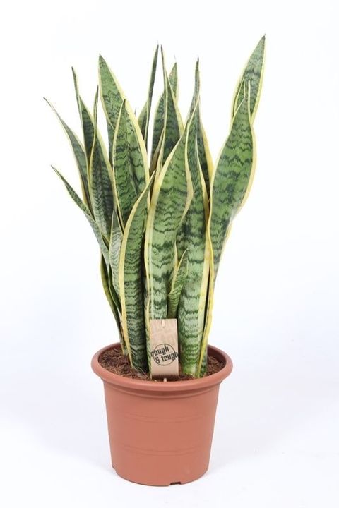 Sansevieria trifasciata 'Laurentii'