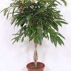 Ficus binnendijkii 'Amstel King'