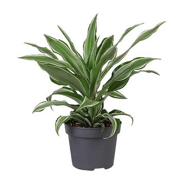 Dracaena fragrans 'Kanzi'