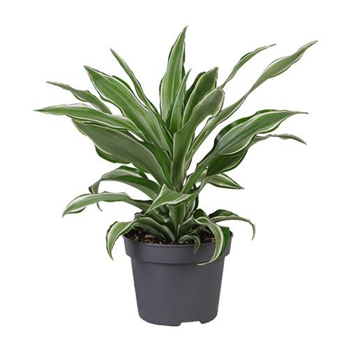 Dracaena fragrans 'Kanzi'
