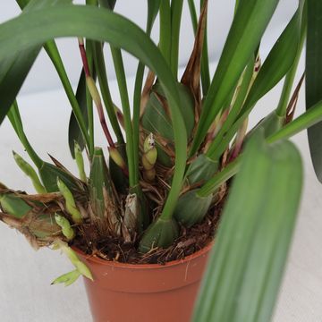 Maxillaria picta