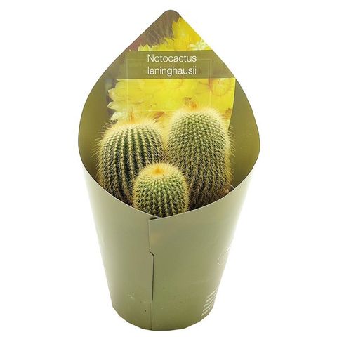 Notocactus leninghausii