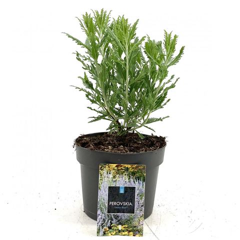 Perovskia atriplicifolia LACEY BLUE