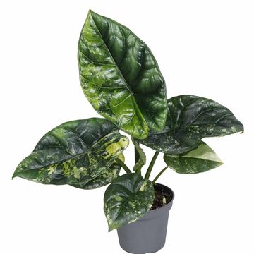 Alocasia sinuata 'Variegata'