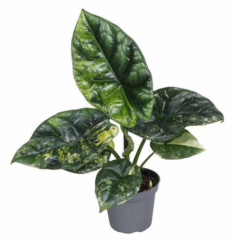 Alocasia sinuata 'Variegata'