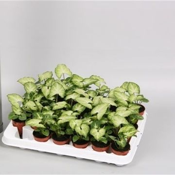 Syngonium 'White Butterfly'