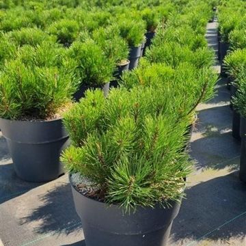 Pinus mugo pumilio