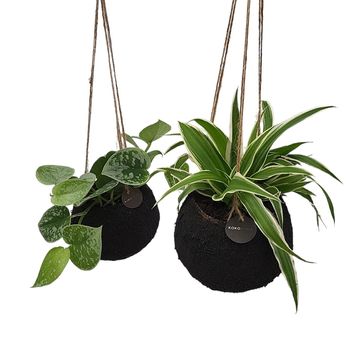 Houseplants MIX