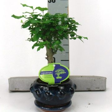 Ligustrum sinense