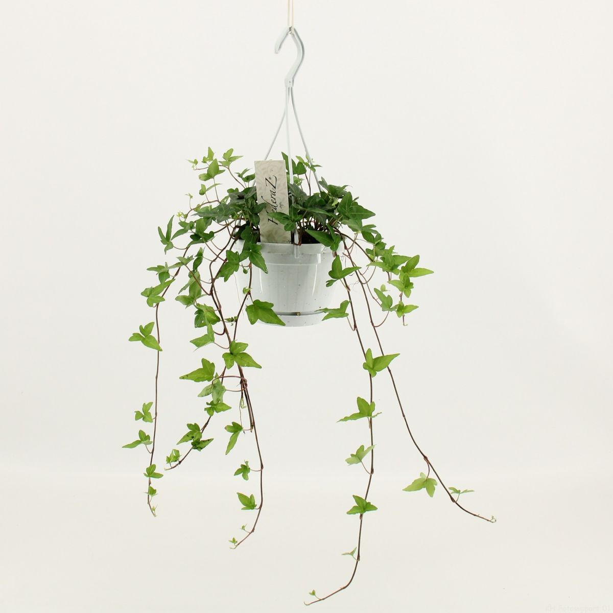 Hedera helix 'Shamrock'  Plant Wholesale FlorAccess