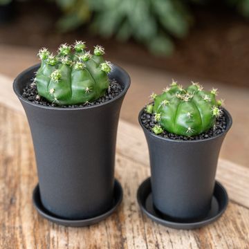 Gymnocalycium FROGGY