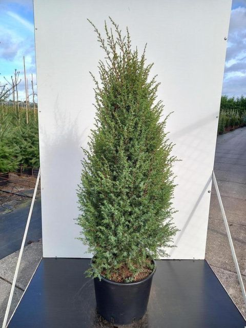 Juniperus communis 'Hibernica'