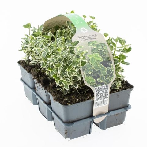 Euonymus fortunei 'Emerald Gaiety'