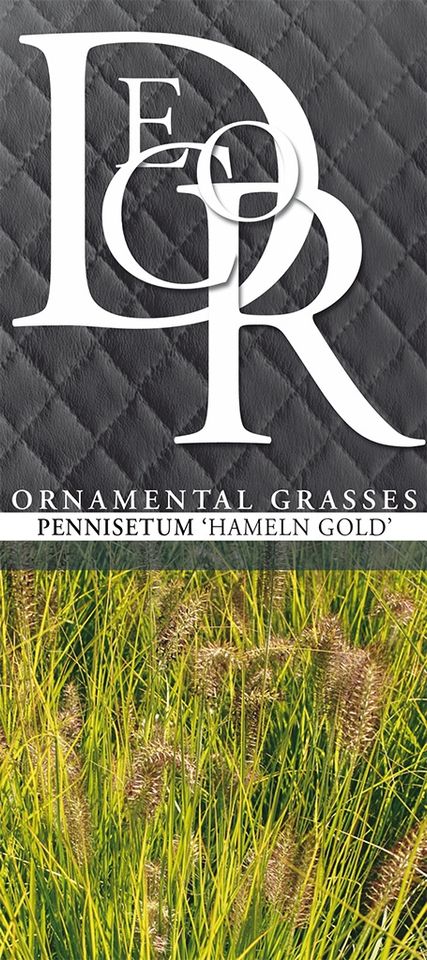 Pennisetum alopecuroides 'Hameln Gold'