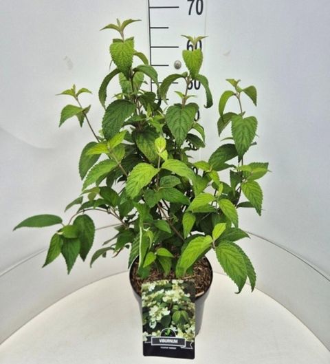 Viburnum plicatum 'Mariesii'