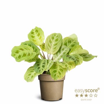 Maranta leuconeura 'Golden Vein'