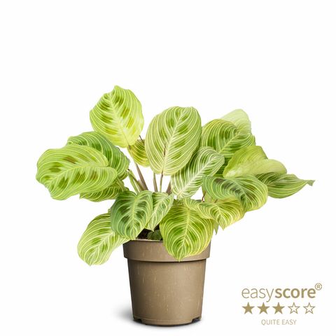 Maranta leuconeura 'Golden Vein'