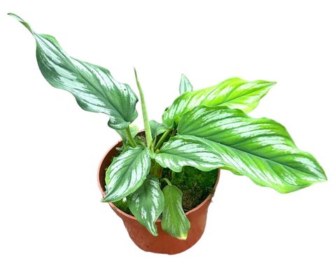 Homalomena 'Riau Sumatra'