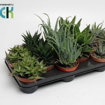 Sukkulenter ALOE / HAWORTHIA MIX