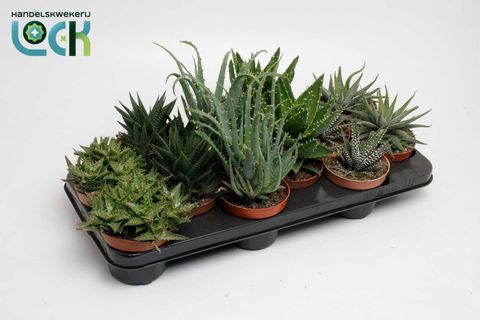 Сукуленти ALOE / HAWORTHIA MIX