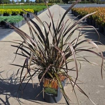 Phormium 'Maori Queen'