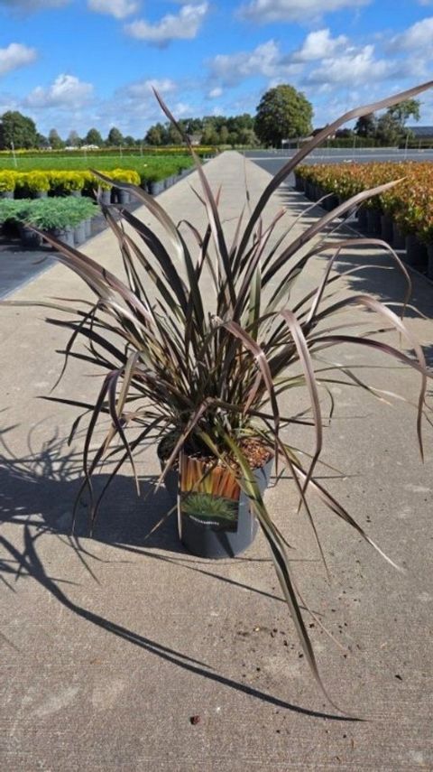 Phormium 'Maori Queen'