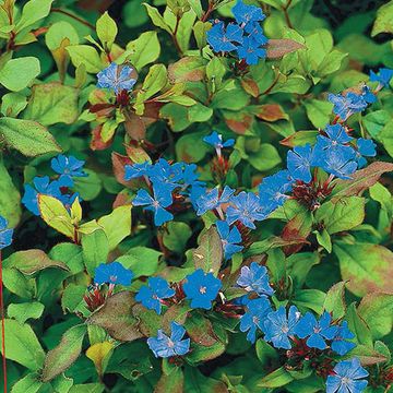 Ceratostigma plumbaginoides