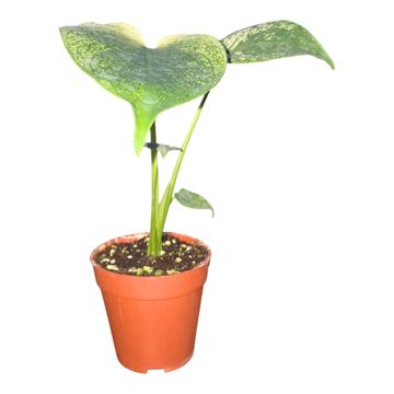 Monstera 'Devil Monster'