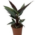Apoballis acuminatissima