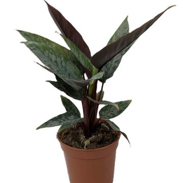 Apoballis acuminatissima