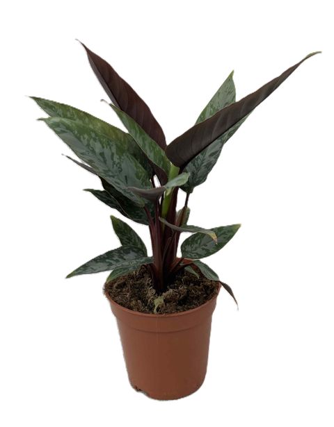 Apoballis acuminatissima