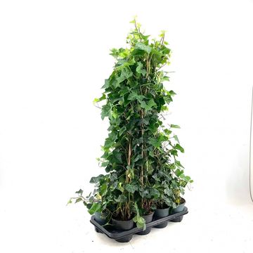 Hedera hibernica