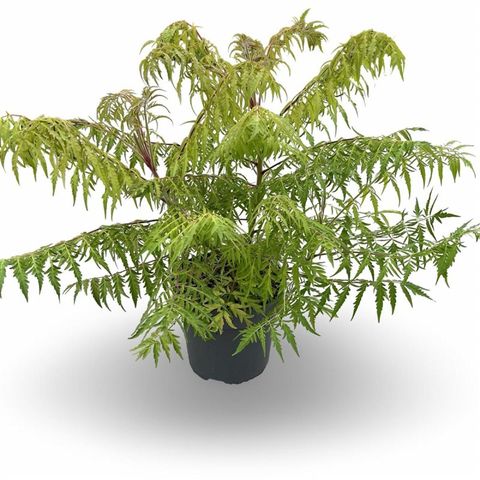 Rhus typhina TIGER EYES