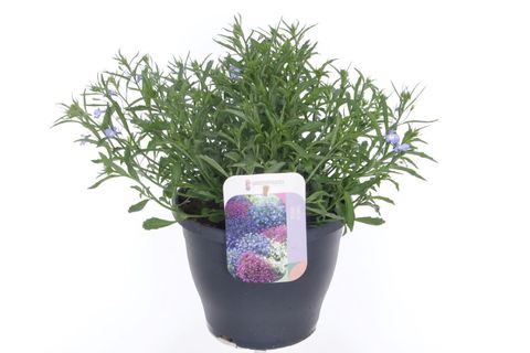 Lobelia erinus 'Techno Up Sky Blue'