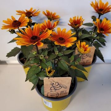 Heliopsis helianthoides 'Sole Scuro'