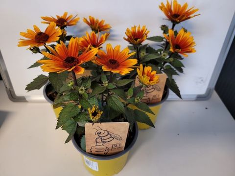 Heliopsis helianthoides 'Sole Scuro'