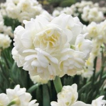 Narcissus 'Erlicheer'