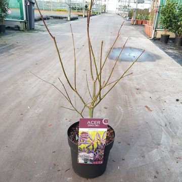 Acer palmatum 'Trompenburg'