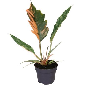 Philodendron 'Caramel Marble'