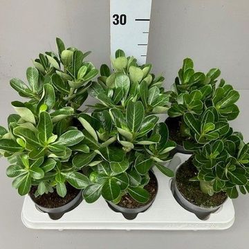 Adenium obesum