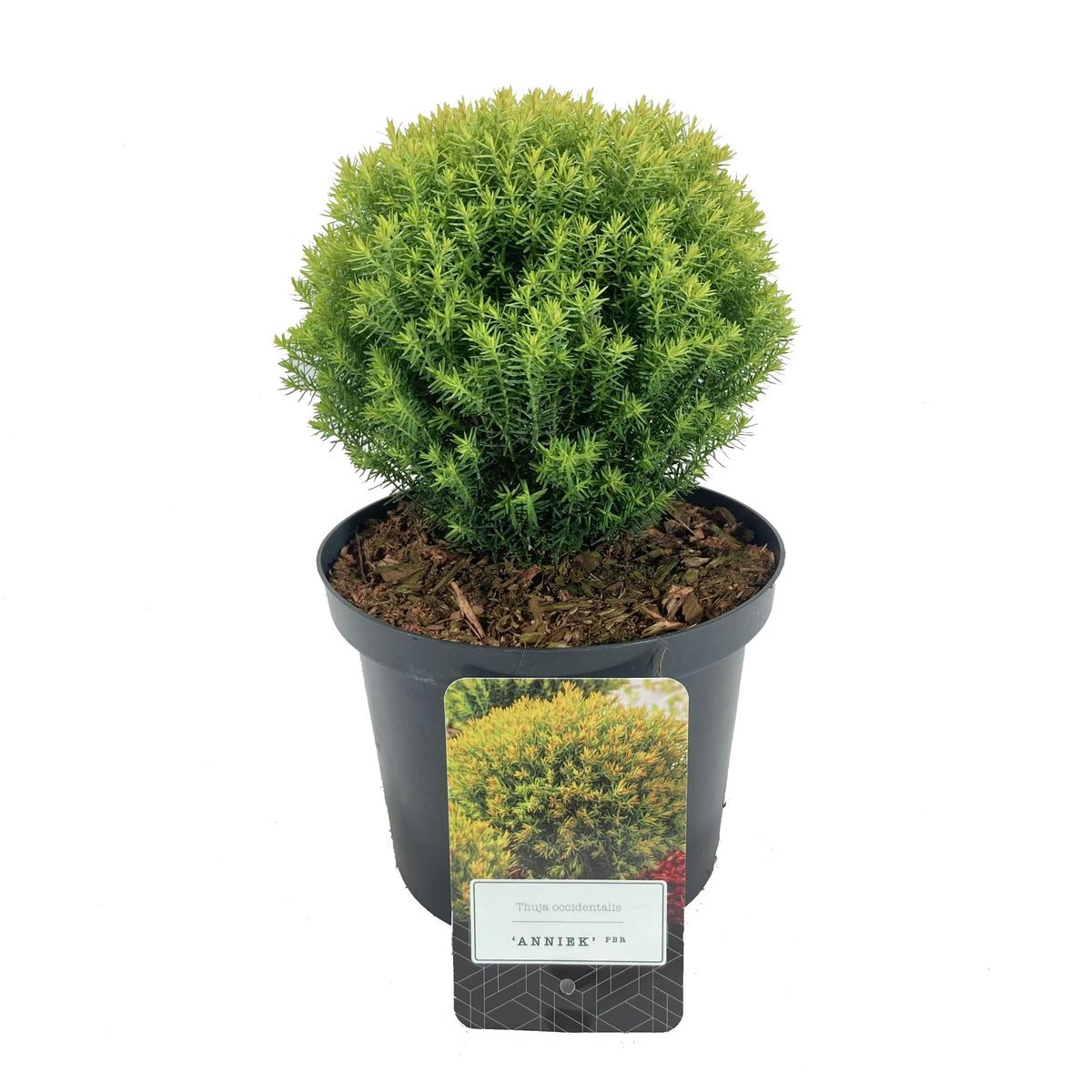 Thuja occidentalis 'Anniek'  Plant Wholesale FlorAccess