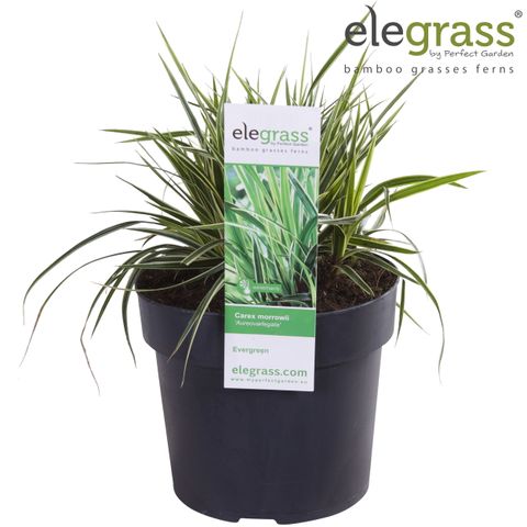 Carex morrowii 'Aureovariegata'